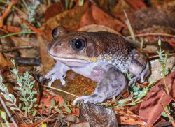 107-Heleioporus australiacus